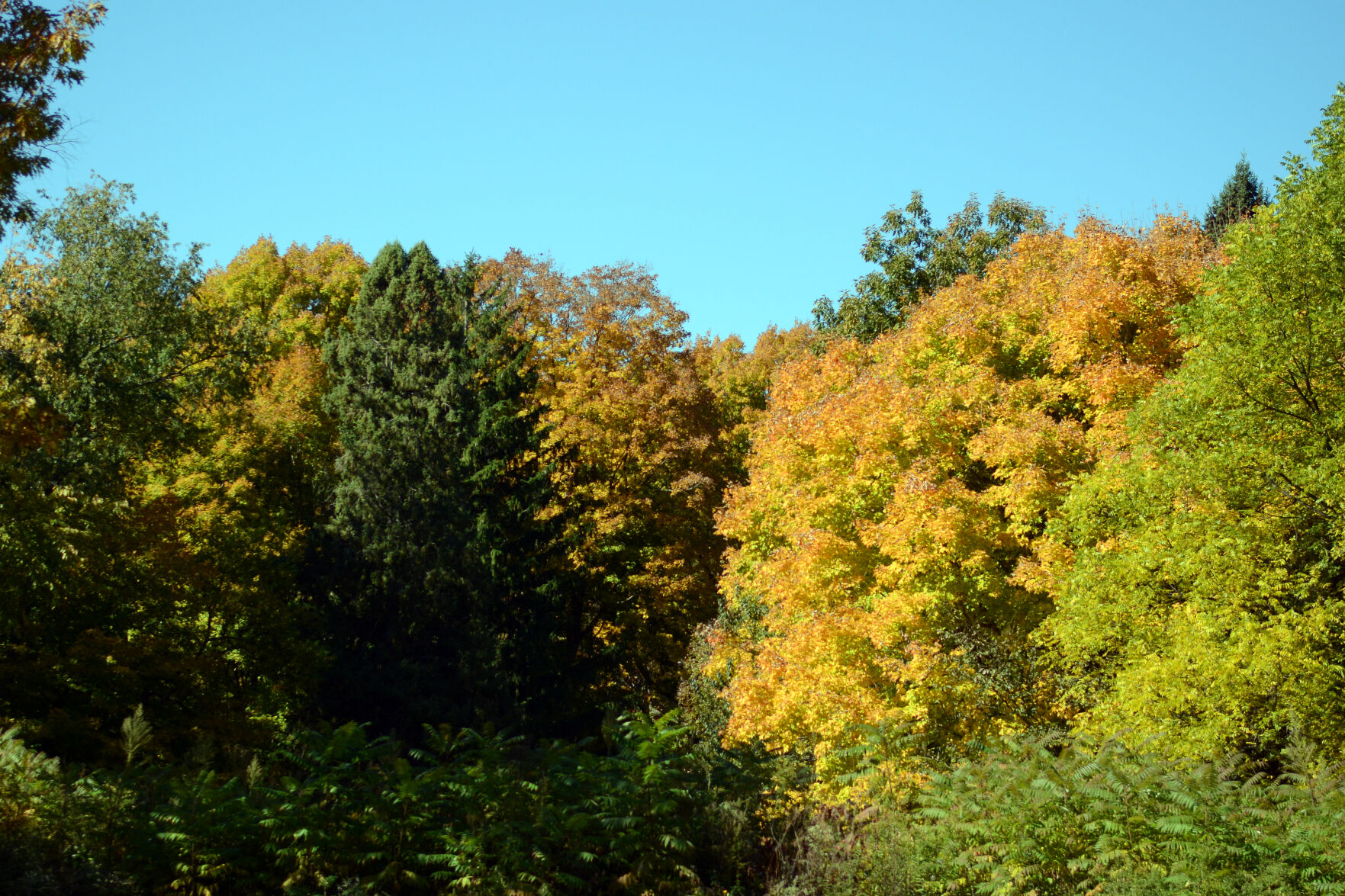 Baraboo area fall color, Oct. 8, 2020